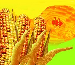 5月1日《玉米油》新國(guó)標(biāo)正式實(shí)施，包裝玉米油零