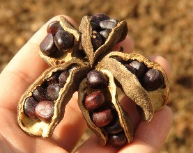 牡丹籽油灌裝助力油市場(chǎng)